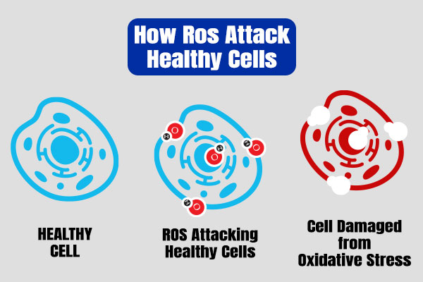 how ros attack healthy cells